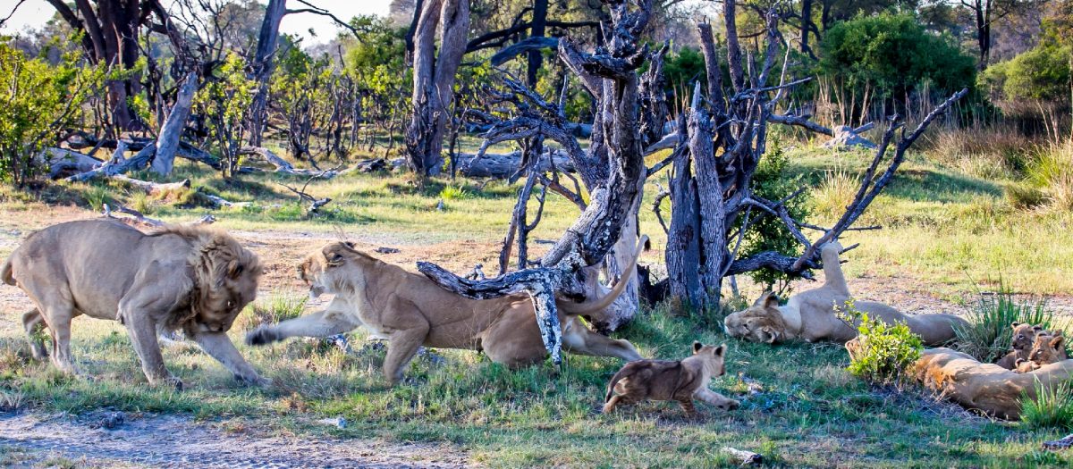 Botswana Lion Pride Eye Of Wonder